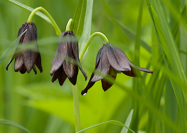 Chocolate Lilies or 'Rice Root' as locals call them