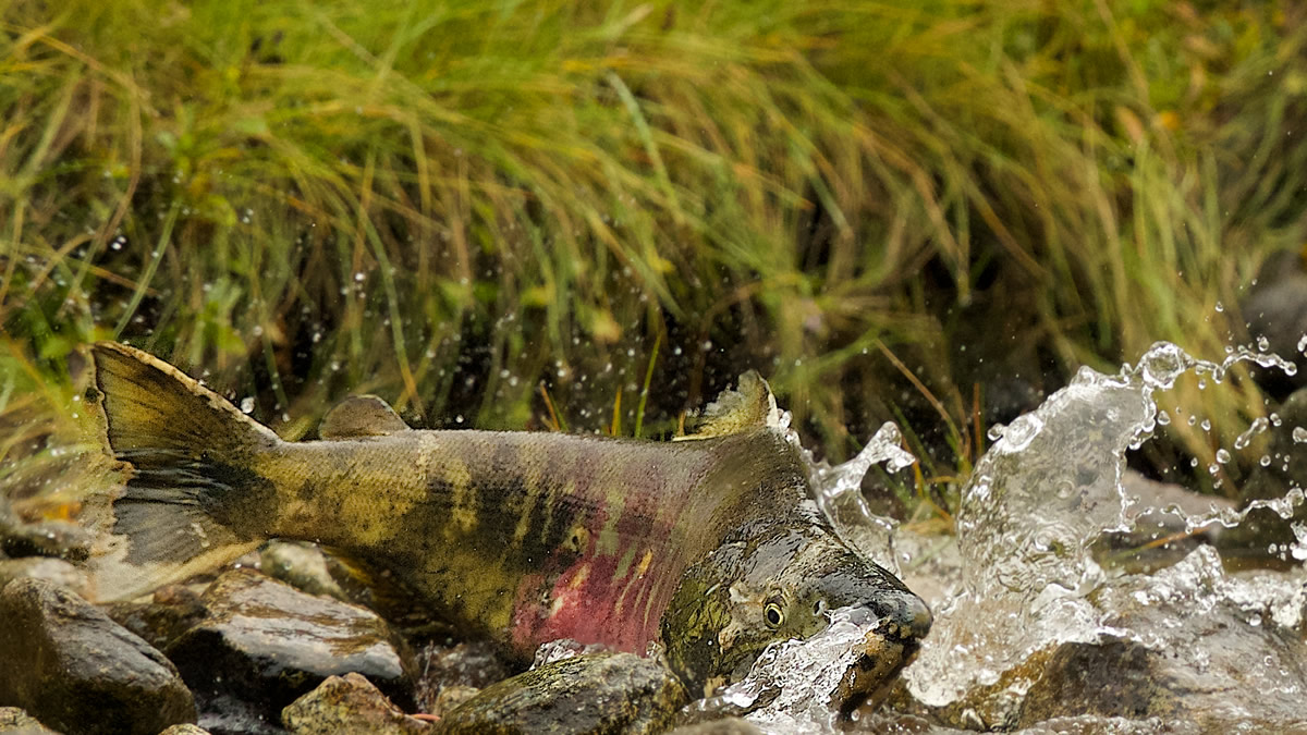 Huge Chum Salmon struggling up a spawning stream