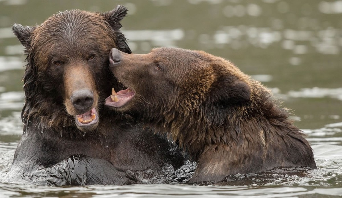 Grizzly Bears play wrestling in the river