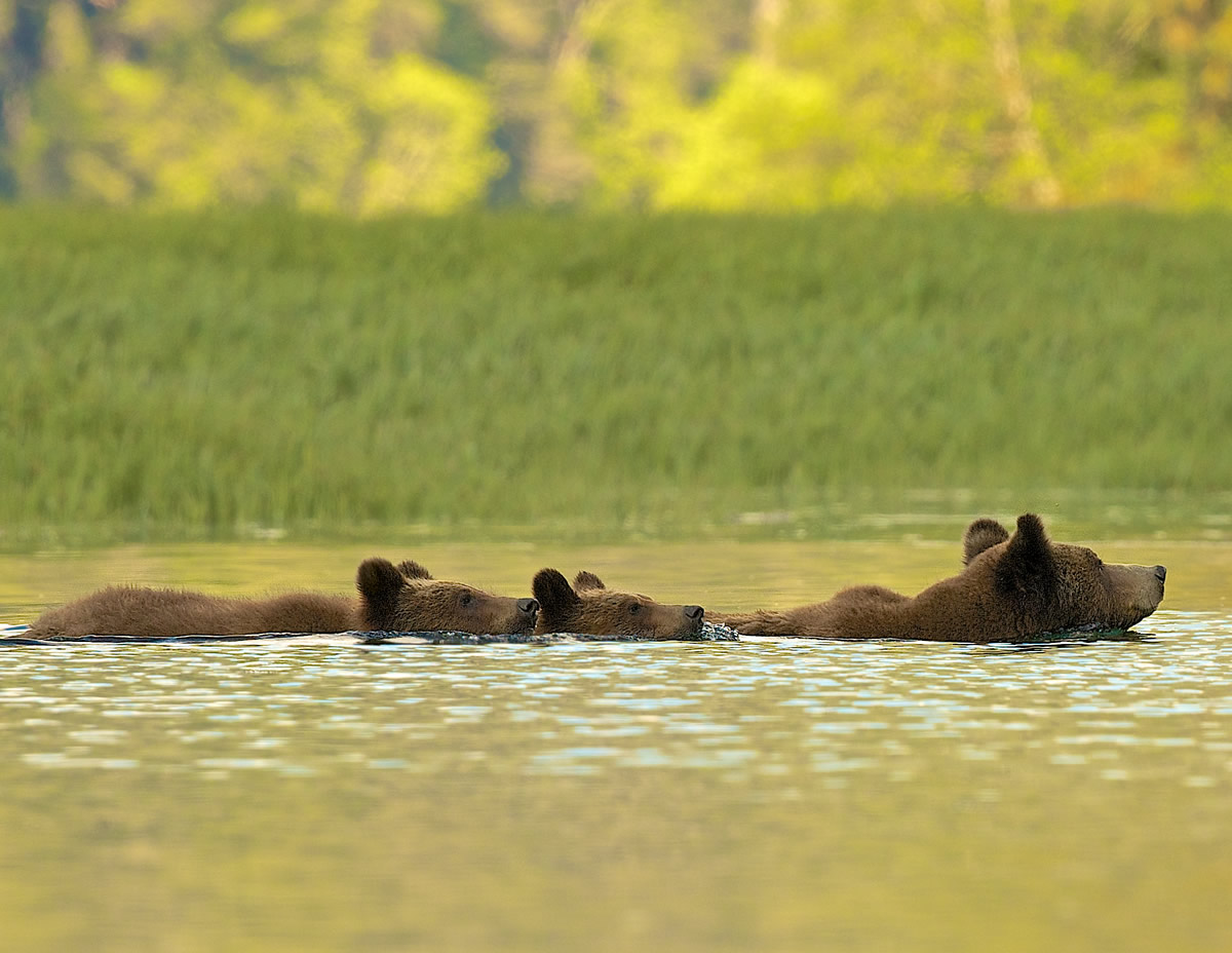 Grizzly Bear mum and cubs swimming at sunset to night beds in rainforest