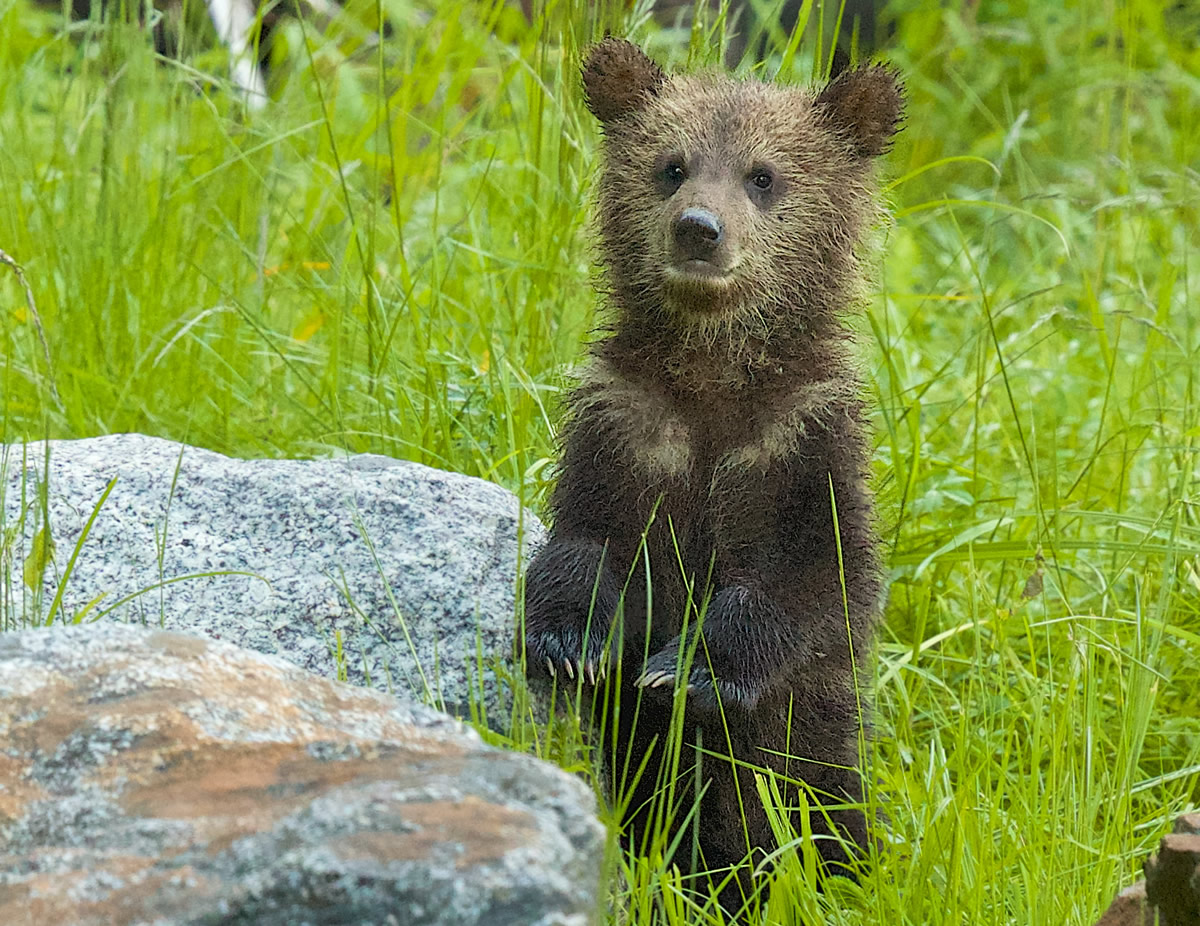 Grizzly cub learning to stand on her back legs