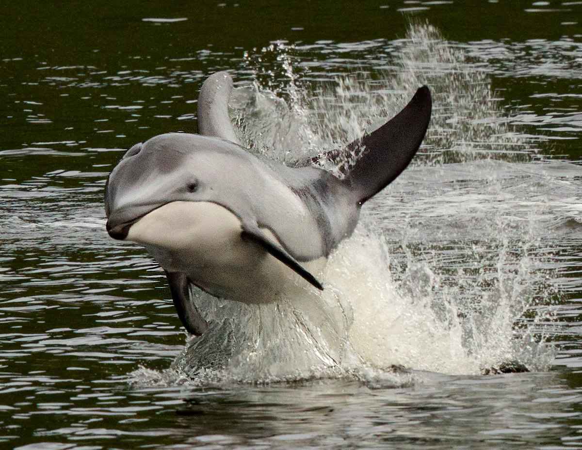Pacific White Sided Dolphin, known for their acrobatics