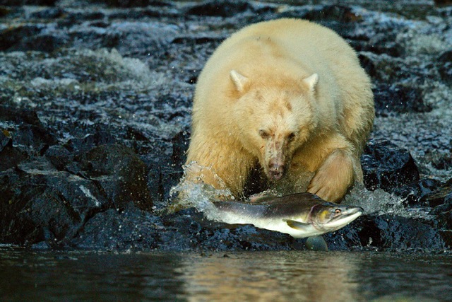 Spirit Bear catches a salmon