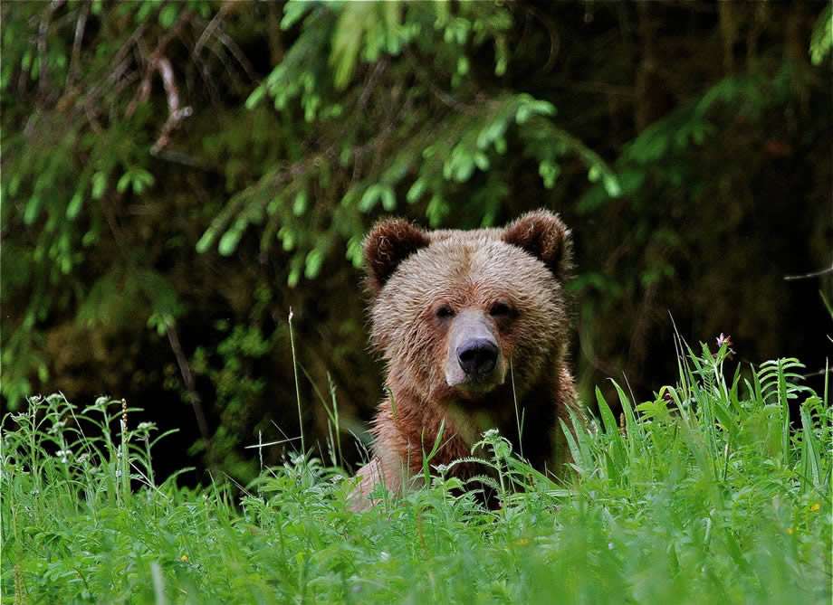 Grizzly Bear viewing in the Great Bear Rainforest