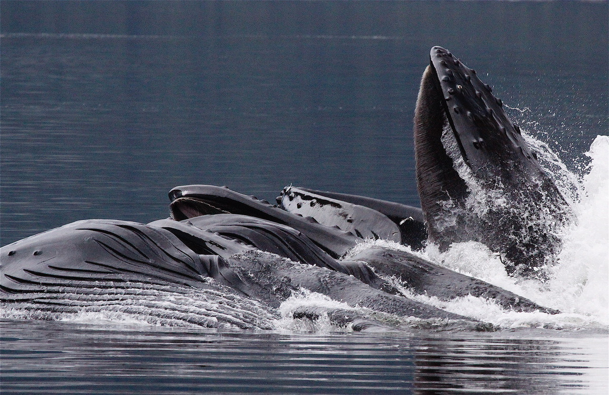 Humpback whales bubble-net feeding. (See the tiny Herring jumping out of the whale's mouth)