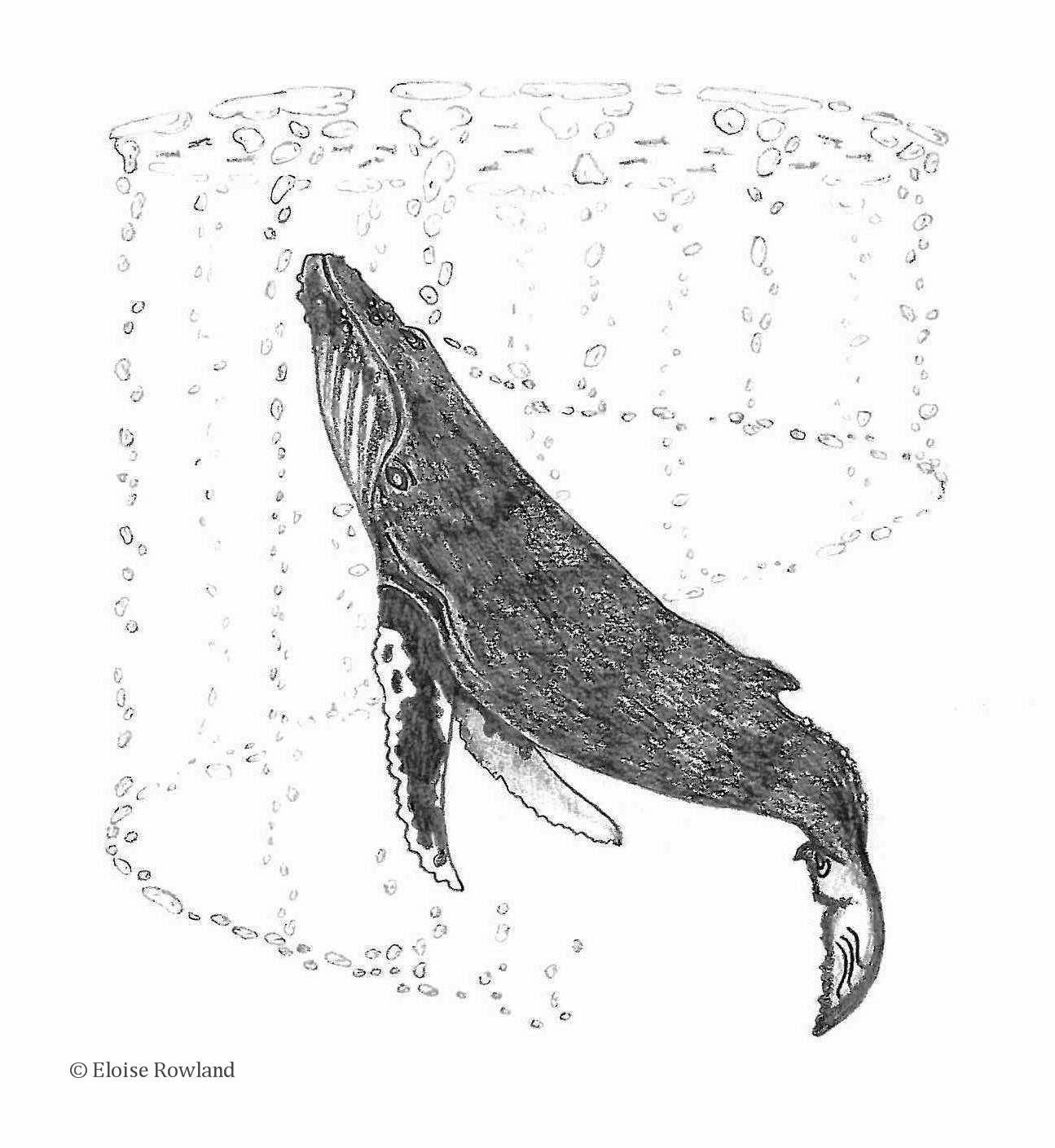 humpback whale bubble net feeding