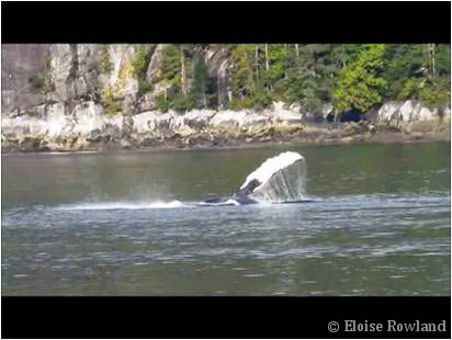 Humpback whale flipper slapping