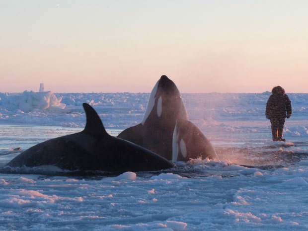 Orcas trapped by sea ice