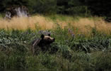 female grizzly coming to fish