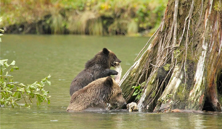 Grizzly mum and cub enjoying their catch