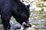 Black Bear with salmon