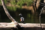 Rewarded again-a Harlequin Duck