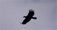 Immature Bald Eagle