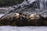Sleeping Sea Lions