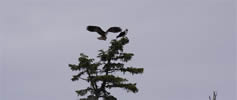 Osprey pair