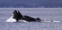 Humpbacks Bubblenetting