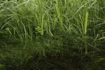 Sedge Grass for bears