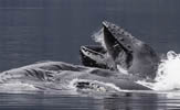 CLOSE-UP 3 Humpback Whales bubble net feeding