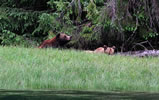 Big male and small female grizzlies
