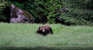 Big male grizzly