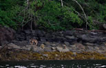 Wolf at low tide