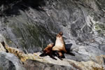 Sea lion mother and calf