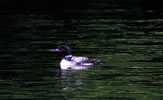 Male common loon