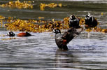 Harlequin ducks