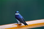 Male tree swallow