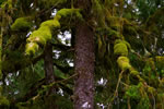 The great bear rainforest