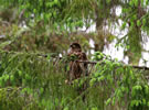 Immature bald eagle