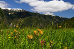 Estuaries carpeted in wildflowers