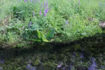 Tidal channels lined with wildflowers