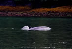 Surfacing orca calf