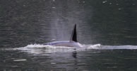 Orca
