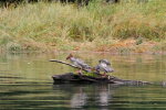 Mergansers in Great Bear Rainforest