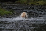 Spirit Bear catching fish