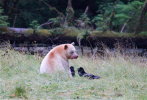 Spirit Bear sharing salmon with Ravens