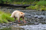 Spirit Bear returning to fish