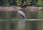 Humpback whale pectoral fin