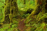 A walk in the Great Bear Rainforest