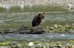 Grizzly cub with big chum salmon