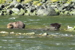 Mum Grizzly & cub fishing