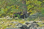 Mum Grizzly & cub @ a rub tree