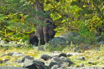 Mum Grizzly on rub tree