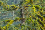 Moss laden trees in the Great Bear Rainforest