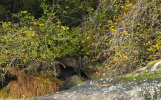 Grizzly Mum & cub resting under wild crabapples