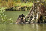 Grizzly mum & cub in the Great Bear Rainforest