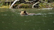 Grizzly Bear 'snorkelling' for salmon