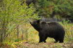 Grizzly Bear eating wild crabapples